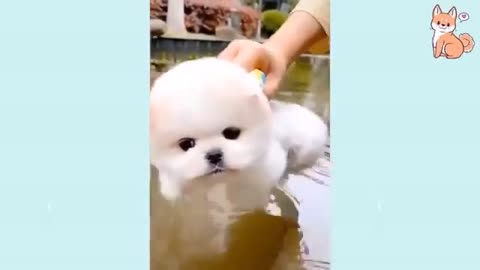 111 Cute and Funny Dogs Compilation