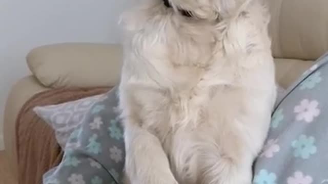 Collab copyright protection - white dog asks for hand shake