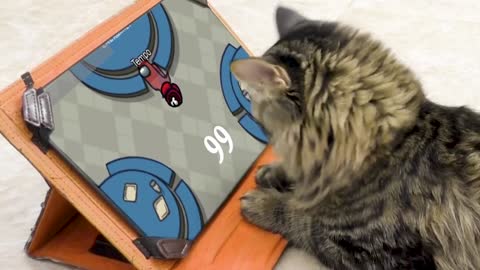 Watch this cat discover video games for the first time