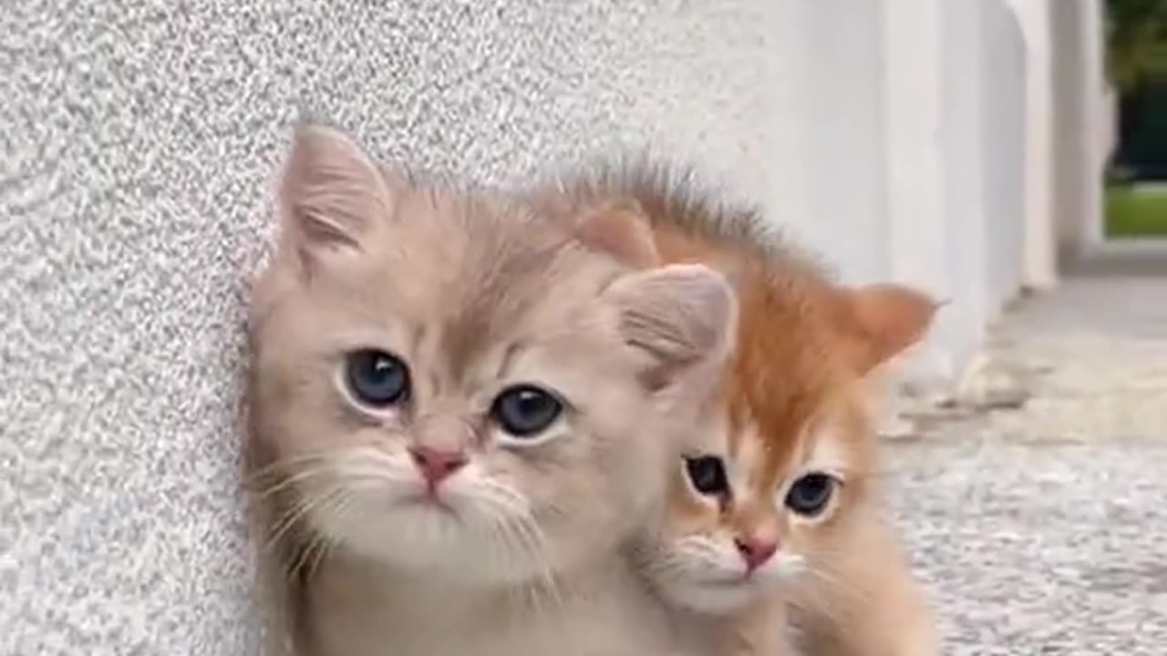 Funny cats