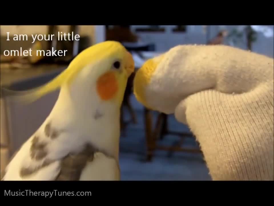 Cockatiel talks and sings to Sock. What a funny smart bird. Maybe x-factor? America's dumbest?