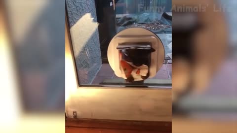 Funny Dogs 🐶 And Other Animals That Will Make You Laugh All Day Long 😹