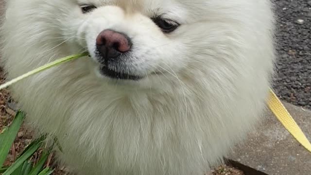 vegetarian dog