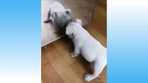 dog looks in the mirror at its reflection and wants to play