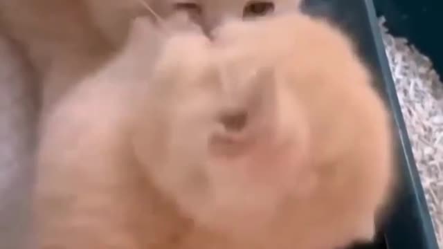 You want to fight,... Ok let's fight 😻😍😂