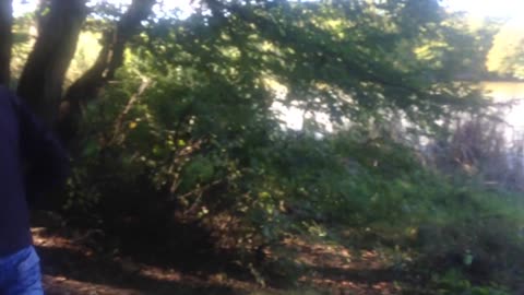 the forest in the Crimea. rest