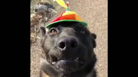 The cutest dog you will see today!
