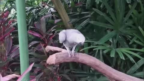 This bird can imitate human speech!