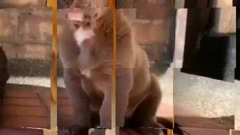 Fan dog video