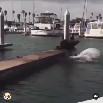 Wild Dog 🐕 😂 Try Not To Laugh