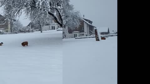 Perhe-elämää Sveitsissä