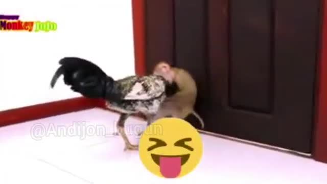 Monkey versus rooster.