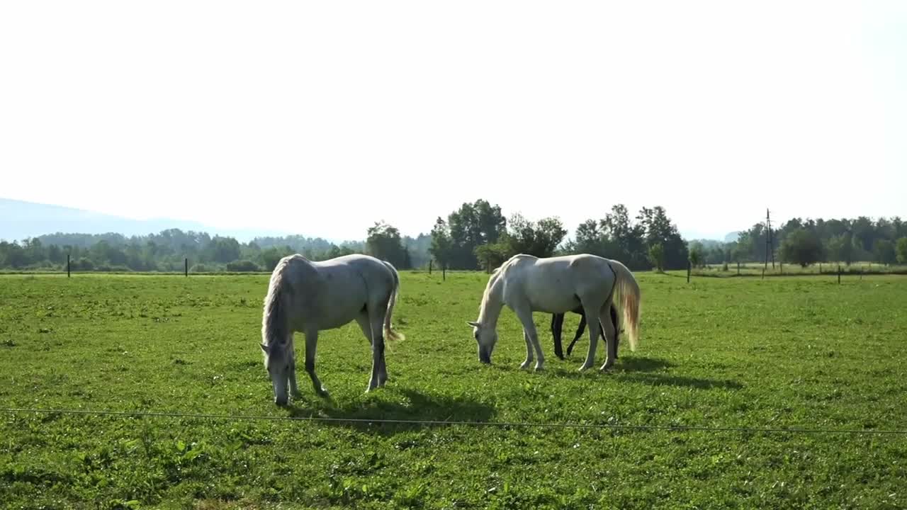 Black and white Lipizzan horses on the meadow