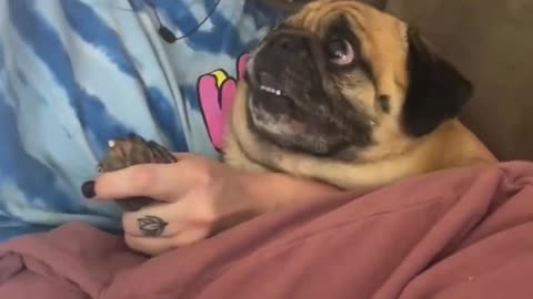 Funny animals, Funny animals Hub, animals vs humans, funny 😆😄🤣😂videos, animals ❤😄😀funny