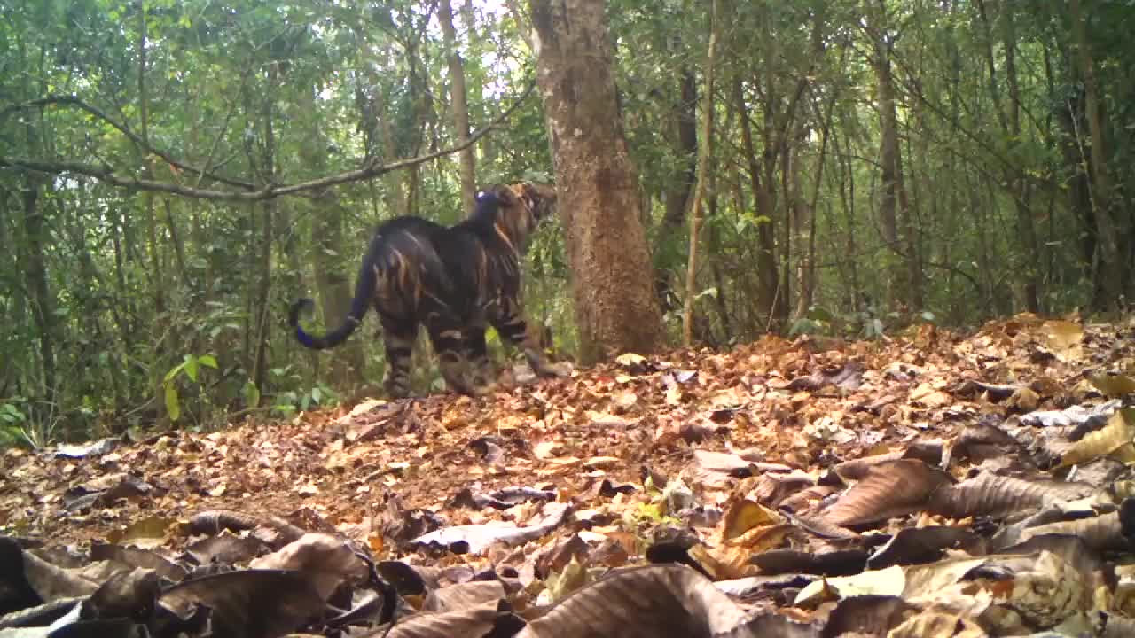 Rare Tiger in India found.