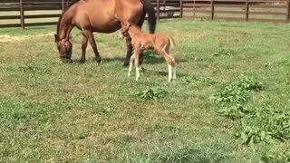 Foal playing hide and seek, hiding from mare.