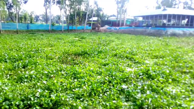 Green Bangladesh Very nice village video। #Uzzal-Vlogs #Bangladesh