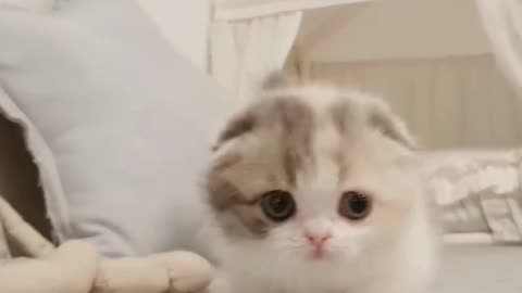 Adorable Kitten 😘😘😘😘