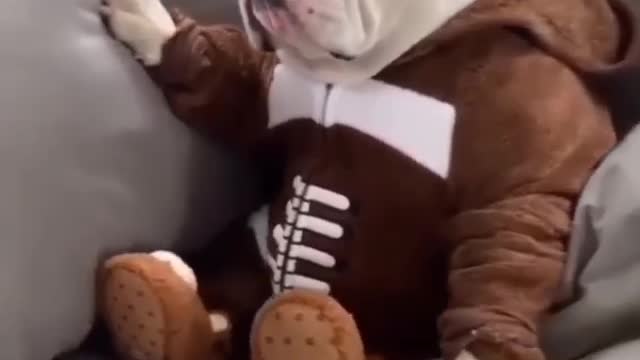 Style dog🔥