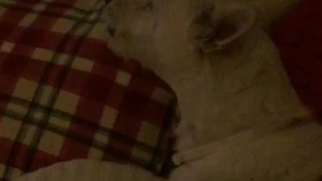 White dog howling while laying down on sofa