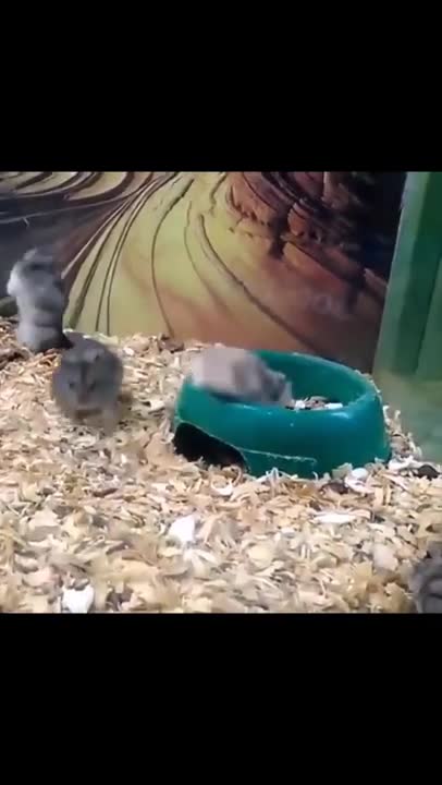 Animals SOO Cute to watch