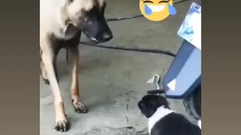 Funny dog