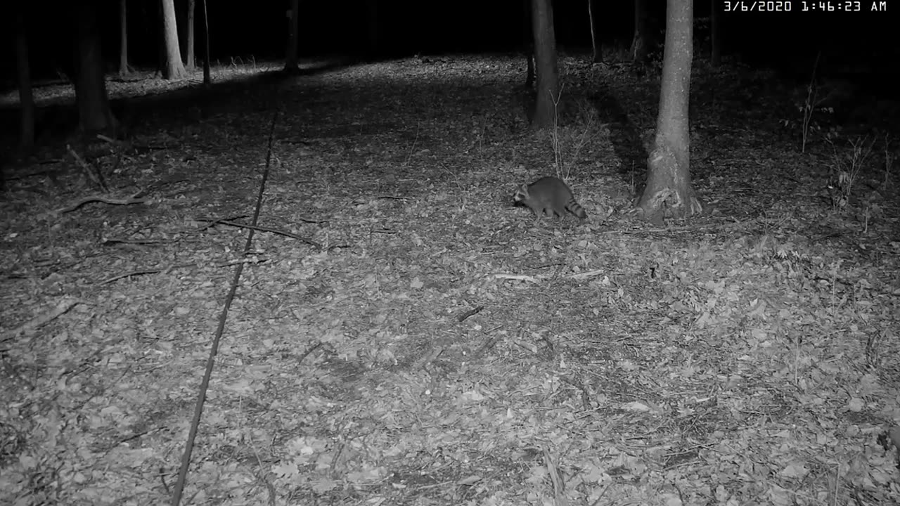 Raccoon too big to be a meal for Owl