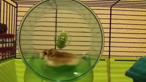 Funny Hamster Video Compilation