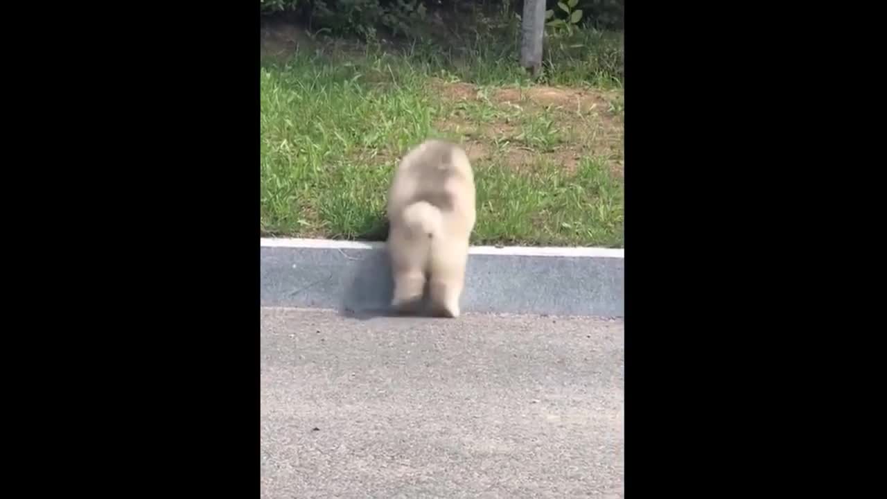 Funny And Cute Animals Compilation _ Try Not To Laugh #7