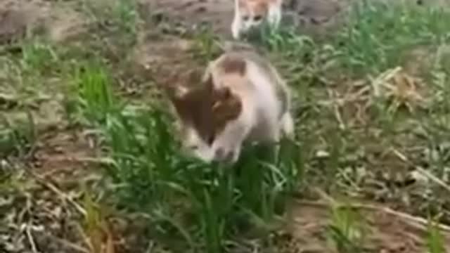 funny animal fail