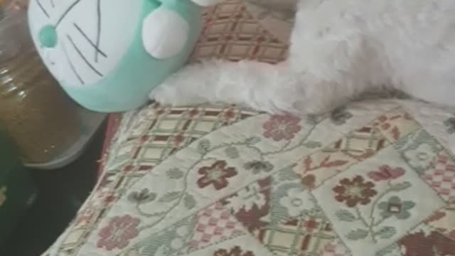 A puppy that targets only one part of the doll