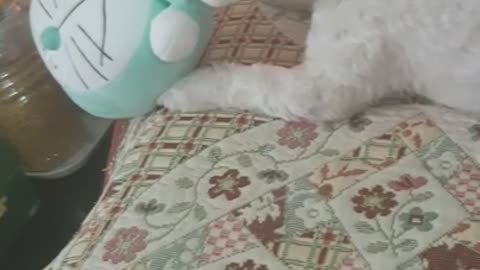 A puppy that targets only one part of the doll