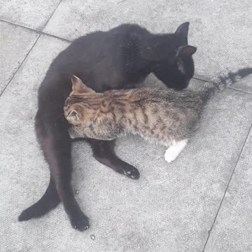 Big tiger kitty suckling from Mummy Cat and Mummy Cat Cleaning Kitten