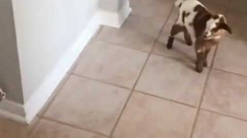 Kitten and little goat playing