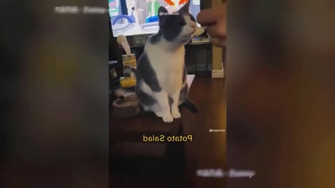 Funny Cats and Dogs that make your day