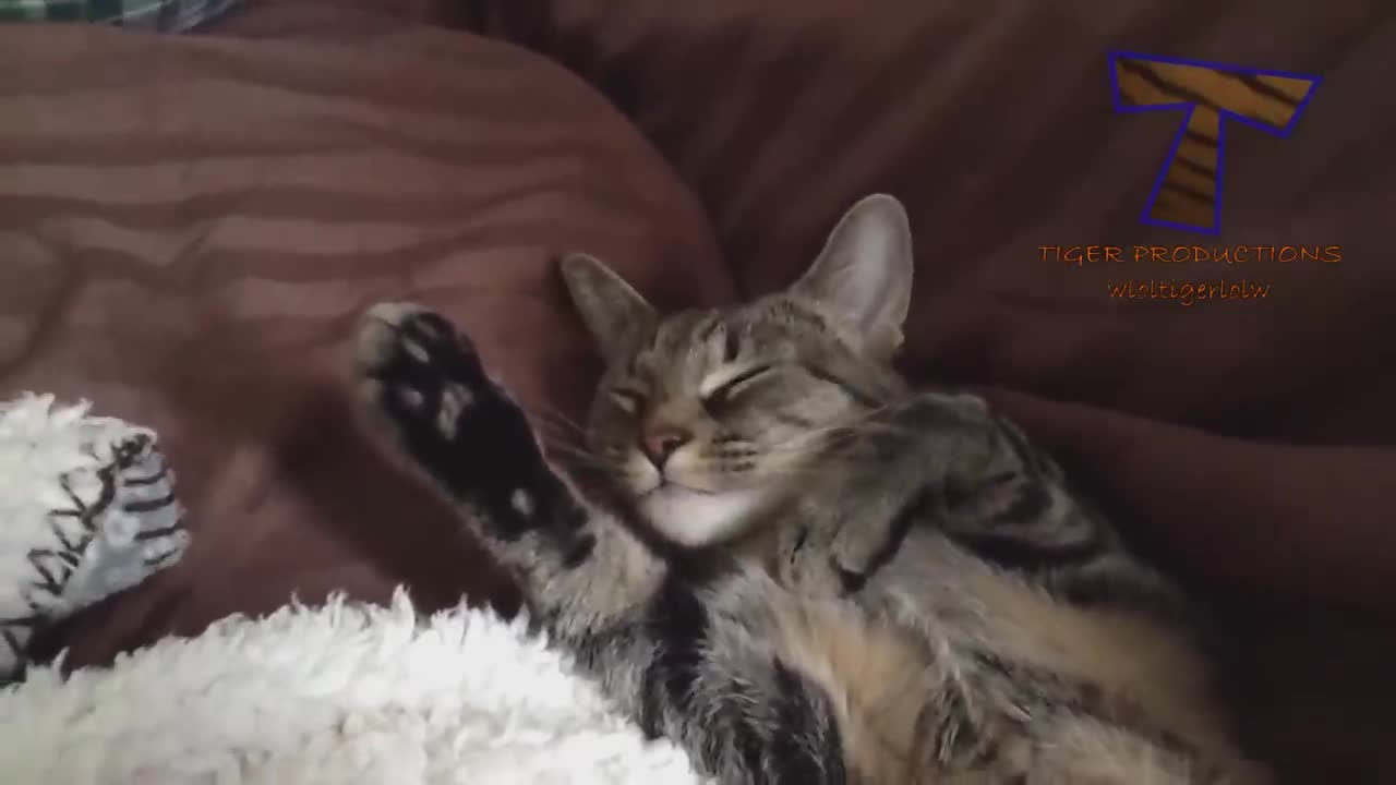 funniest cats video- watch