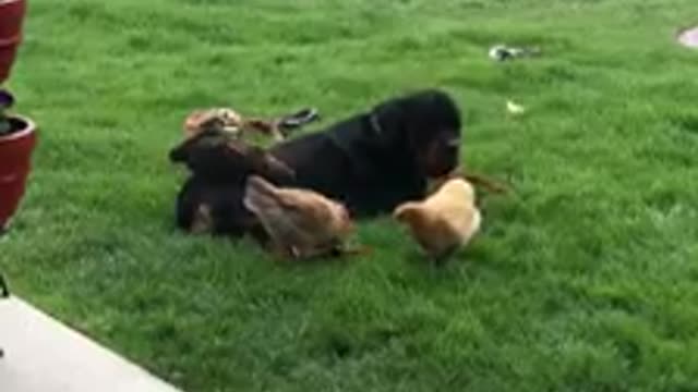 Chickens gather around their doggy best friend