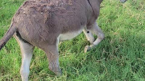 Miniature donkey dinner time!