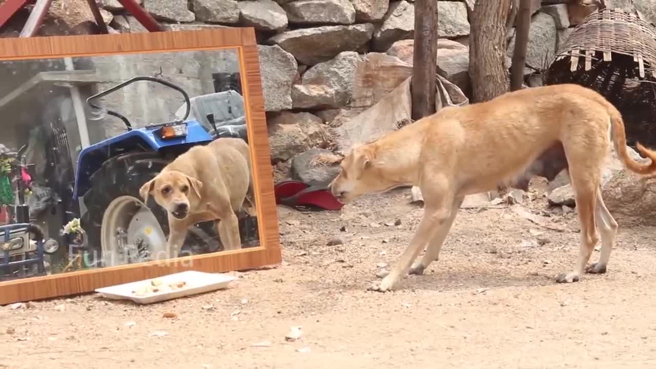 Funny mirror prank on Dogs PLEASE do Subscribe To My Channel