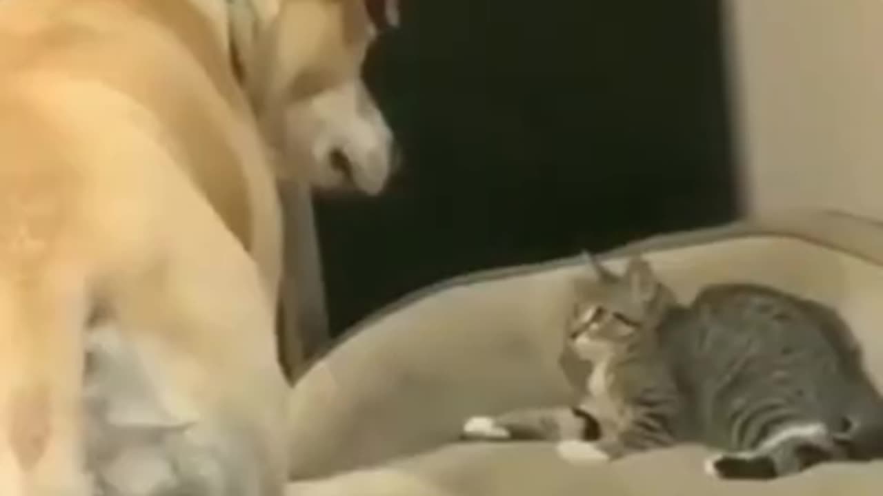 FUNNY ANIMAL FAIL