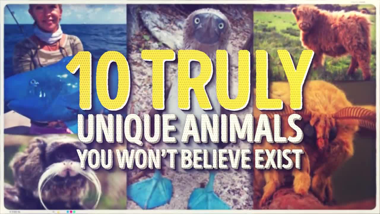 10 Unique Animals You Won’t Believe this plss watch