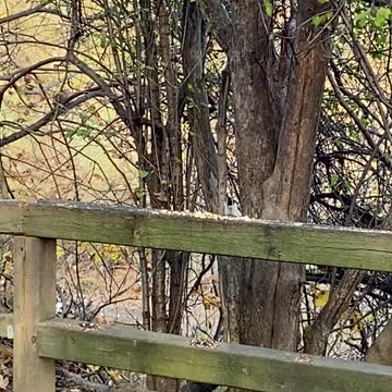 Wood pecker playing peek-A-boo
