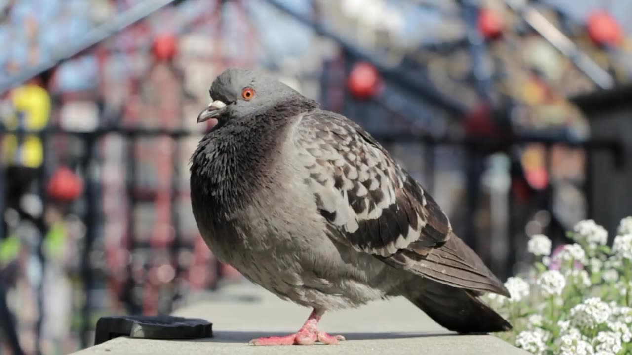 Feral pigeons