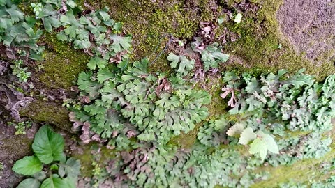 Moss Plants That Grow In Damp Areas