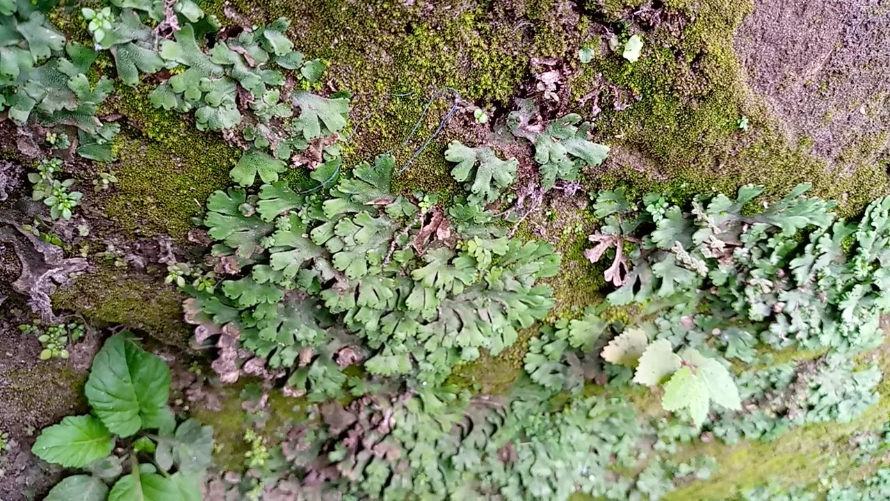 Moss Plants That Grow In Damp Areas