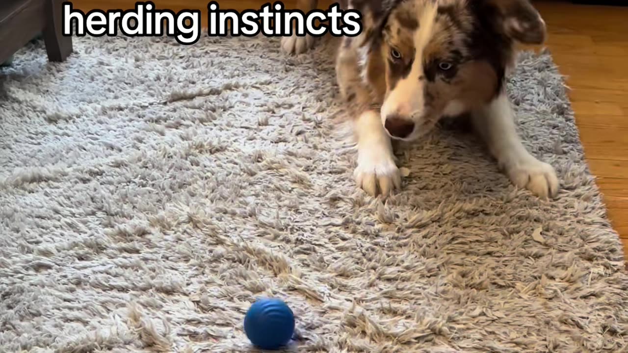 Automatic rolling ball! #petproducts #dogproducts #automaticrollingball #dogtoys