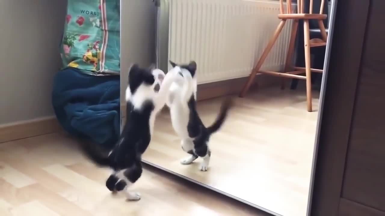 FUNNY Cat on the Mirror - Try Not to Laugh (REALLY FUNNY!!)