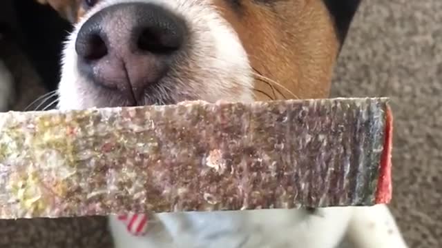 Brown white black dog on grey carpet slowly takes treat stick and walks away