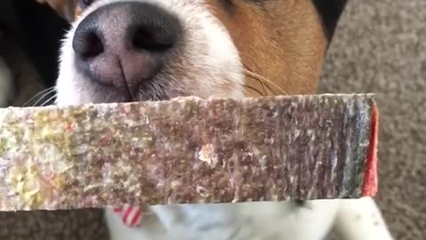 Brown white black dog on grey carpet slowly takes treat stick and walks away