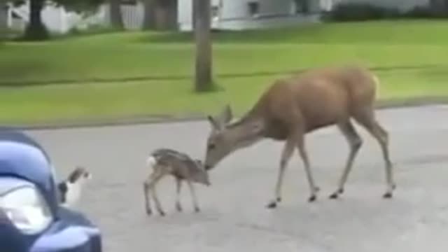 Shit Too Funny (Cat , Deer Dog )
